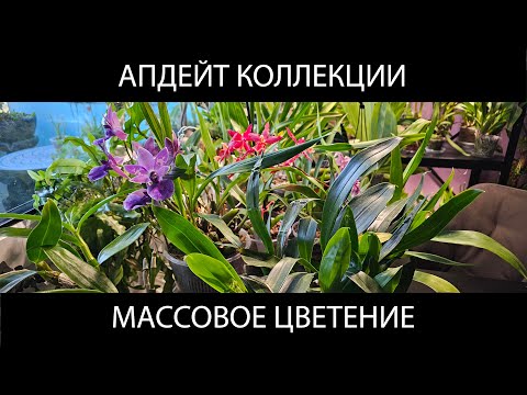 Видео: Что цветёт у меня дома сейчас - ленивый апдейт коллекции