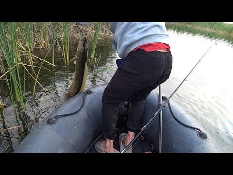 Видео: ТРУДОВАЯ РЫБАЛКА НА ЗМЕЕГОЛОВА.