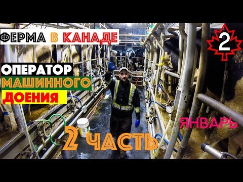 Видео: Доение коров.Оператор машинного доения.Молочная ферма