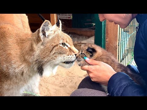 Видео: РЫСЬ УМКА ЗНАКОМИТСЯ С КОТЯТАМИ / Пума тестирует игровую площадку