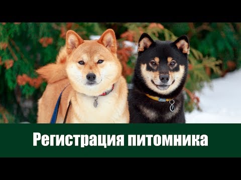 Видео: Как зарегистрировать питомник - за и против. Именные приставки в кличках собак