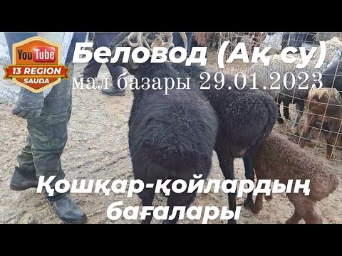 Видео: Бүгін қойлар аздау болды, бағалары дым өзгерген жоқ 💸💸💸