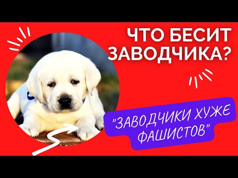 Видео: 🐕📝🐾 Что бесит заводчика: "ЗАВОДЧИКИ ХУЖЕ ФАШ#СТОВ!"