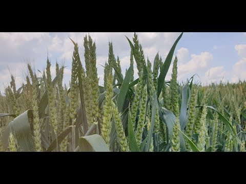 Видео: Канадские семена!!! Еду на поле подписчика