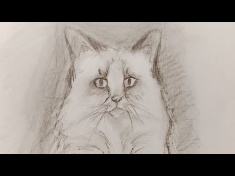 Видео: Рисуем кота (Рэгдолл) простым карандашом.
