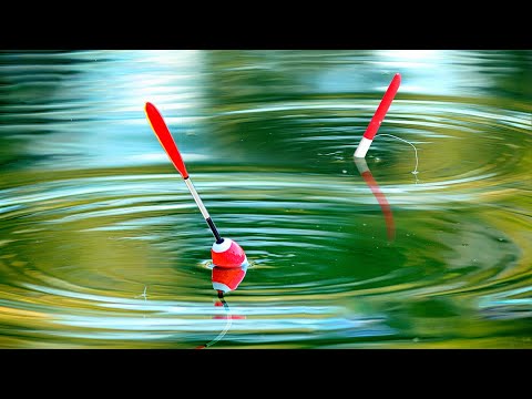 Видео: Рыбалка на поплавок на утренней зорьке - ловля карася. Семейная рыбалка с сыном и отцом