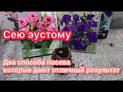 Видео: ДВА СПОСОБА ПОСЕВА ЭУСТОМЫ - результат отличный.