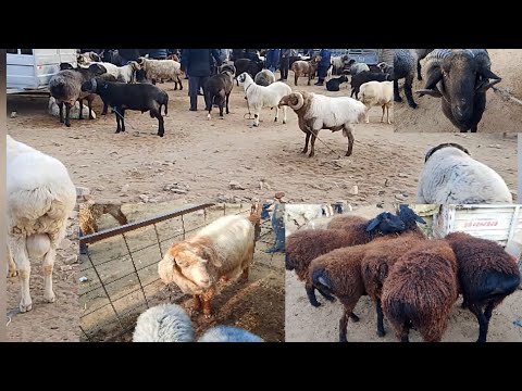 Видео: ХОРАЗМ ШОВОТ ПИР КУЙ БОЗОРИ НАРХЛАРИ 22.10.2025 #нархлари#хоразмкуйбозори#хоразм#шовот#fishing пир 