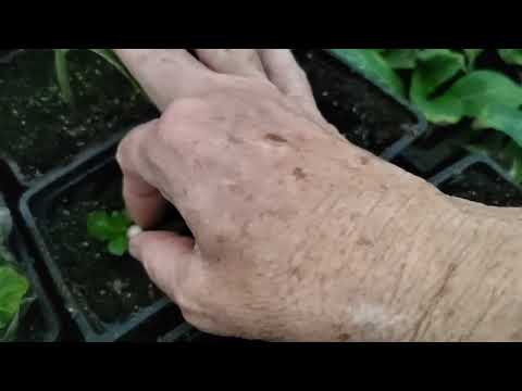 Видео: В какое время черенкуем гортензии. 