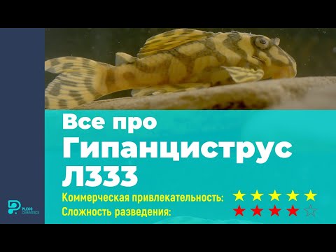 Видео: Все про Гипанциструс L 333 / Л 333