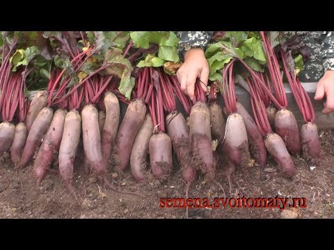 Видео: Почему у меня всегда растет урожайная и вкусная свекла