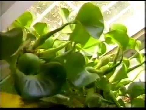 Видео: Эйхорния рассказ патентообладателя и изобретателя водного гиацинта