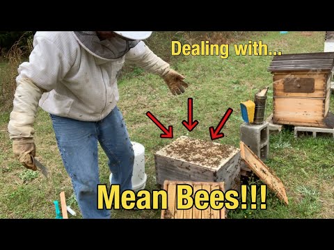 Видео: Как справиться с подлым ульем медоносных пчел