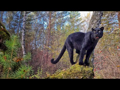 Видео: Пантера Луна любительница забраться повыше 😈