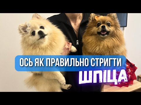 Видео: 🐾Как Правильно Стричь Шпица, Сохраняя его Здоровье, Шерсть