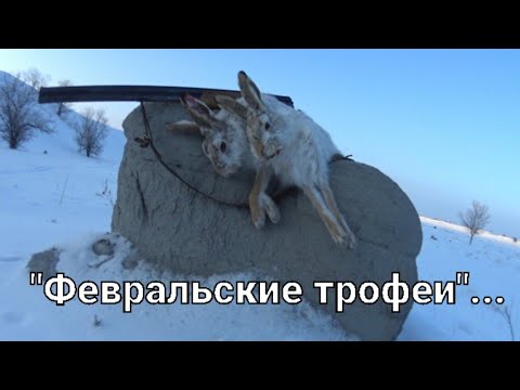 Видео: #Охота на зайца-русака. "Февральские трофеи"...