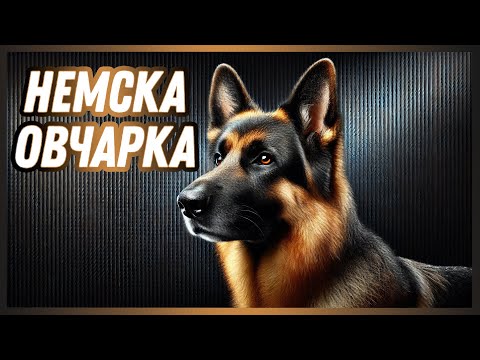 Видео: Немска овчарка