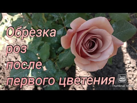 Видео: Розы. Как правильно обрезать розы после первого цветения. Флорибунды.