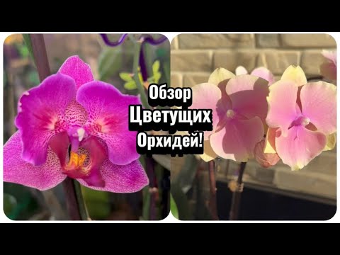 Видео: Орхидея бабочка пополнила коллекцию! Обор цветущих орхидей в ОКТЯБРЕ! #phalaenopsis #flowers #fypシ