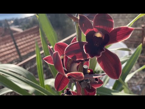 Видео: Орхидея цимбидиум - у меня цветет! Опять!