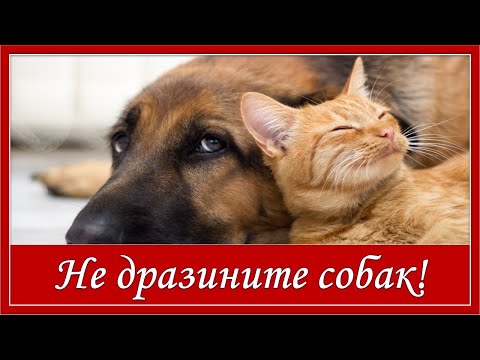 Видео: Не дразните собак. Детская песня.  Караоке