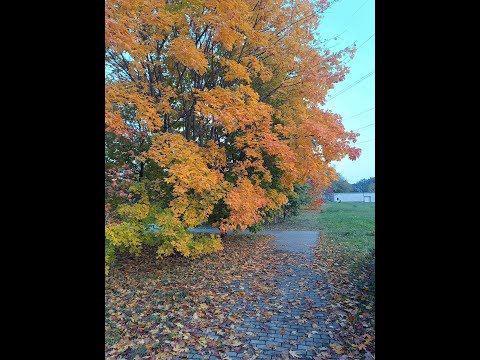 Видео: Прогулка по Москве