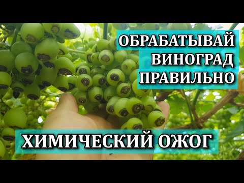 Видео: ОБРАБОТКА ВИНОГРАДА ПРАВИЛЬНО.ХИМИЧЕСКИЙ ОЖОГ. ПРИЧИНЫ. РЕШЕНИЯ