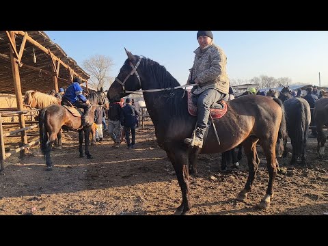 Видео: КАЗАХСКИЙ СКОТНЫЙ РЫНОК МЕРКЕ - получил копытом и купил коня