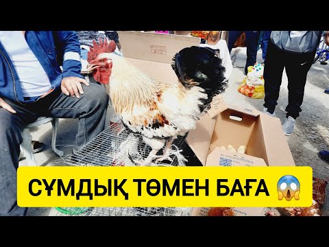 Видео: ҚЫЗЫЛОРДА ТАУЫҚ БАЗАРЫ, ҚОЯН ИТ БӨДЕНЕ ҚАЗ БАҒАЛАРЫ.
