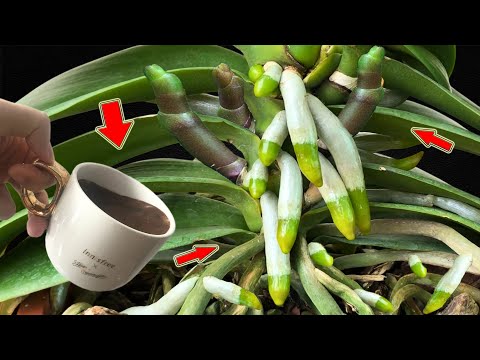 Видео: 1 чашка в неделю! Слабая орхидея выращивает 1001 новый корень и цветок всего за 1 ночь!