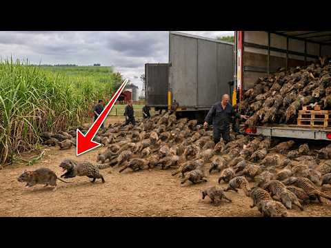 Видео: Китай выпустил «Убийцу крыс» на сахарные поля — результат шокировал учёных