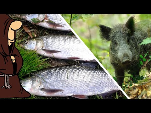 Видео: Рыбалка и охота в Самарской области Крупный Жерех, Окунь, Раки, Утка, Дикие Кабаны