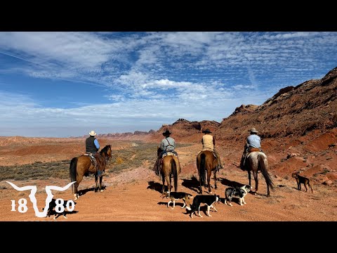 Видео: Жизнь скотовода в пустыне. На ранчо совершен акт вандализма.