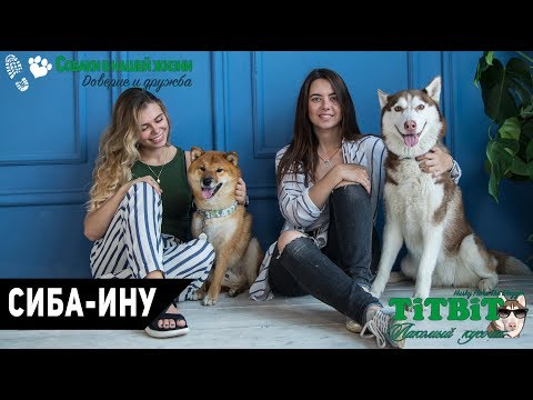 Видео: Собаки в нашей жизни: Интервью #7 (Сиба-Ину - характер, уход и воспитание)