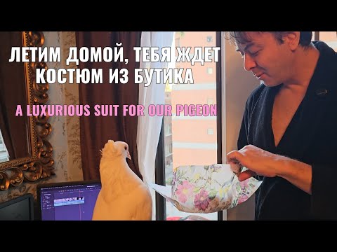 Видео: Миленчик едет домой примерять роскошный костюм! A luxurious suit for our pigeon!