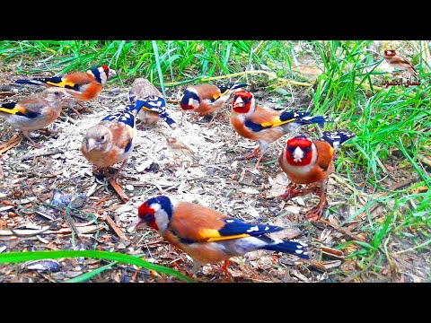 Видео: Милые птички на ферме - Cat TV Bird Watch