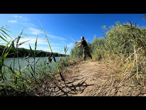 Видео: КЛЁВ НА РАЗРЫВ- САЗАН ВАЛИТ ОДИН ЗА ДРУГИМ! РЕКА КАРАТАЛ, С НОЧЁВКОЙ!