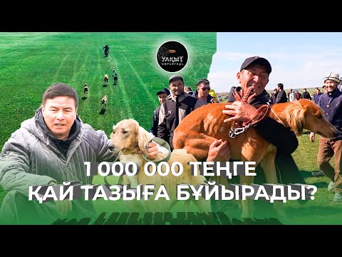 Видео: ЕҢ ЖҮЙРІК ТАЗЫ ҚАЙ ЖЕРДІКІ? | 100 ТАЗЫ ҚАТЫСҚАН ХАЛЫҚАРАЛЫҚ ЖАРЫС