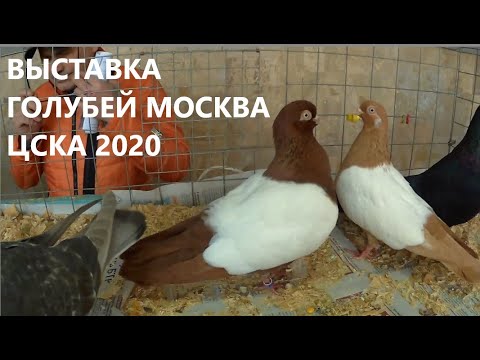 Видео: ВЫСТАВКА ГОЛУБЕЙ ЦСКА Москва 2020 ГОД