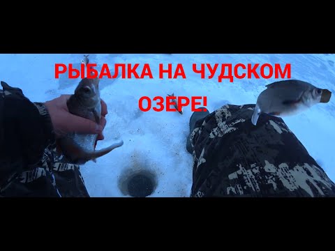 Видео: Отчёт о рыбалке на чудском озере! Тёплое озеро, Ряпина! Ловля на мормышку!