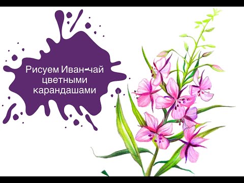 Видео: Рисуем Иван-чай Цветными Карандашами! 🎨