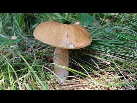 Видео: Грибами очень доволен 👍