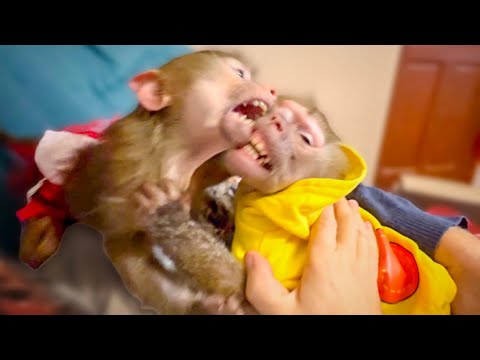 Видео: РОДНАЯ КРОВЬ, Люська со Степкой устроили разборки по гамадрильи!