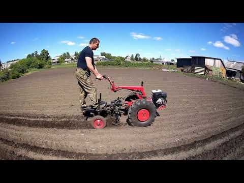 Видео: Молодым везде у нас дорога.Мотоблок МТЗ-09.Обрабатываем картошку ежами.Сашка заправщик мотоблоков.))