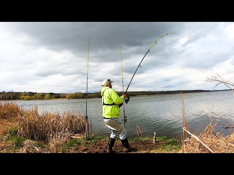 Видео: ЛОВЛЯ СОМОВ с помощью CUT Bluegill (береговая рыбалка)
