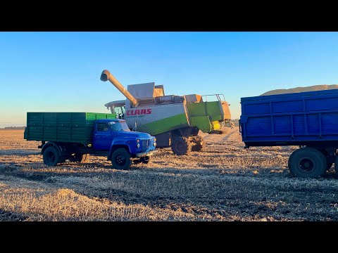 Видео: Добиваєм рекордний врожай сої ❗️і плавно переходимо на сою мустанг