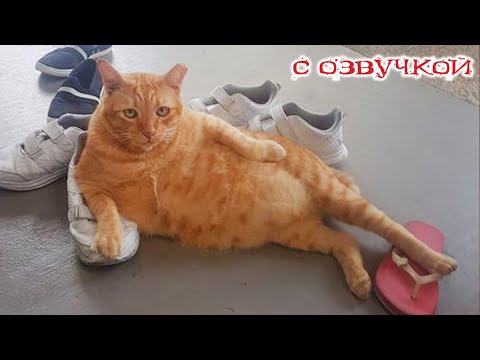 Видео: Приколы с котами! С ОЗВУЧКОЙ! СМЕШНЫЕ КОТЫ 2024! Самые смешные животные - Я РЖАЛ ДО СЛЁЗ!