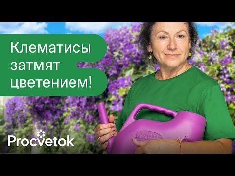 Видео: КЛЕМАТИСЫ ОБОЖАЮТ ЭТО! Как заставить клематис цвести ярко и пышно?