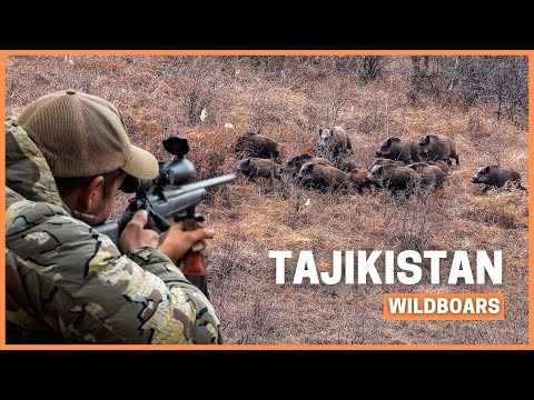 Видео: Самый большой кабан в моей жизни! 🐗Охота на кабана-гиганта в Таджикистане.