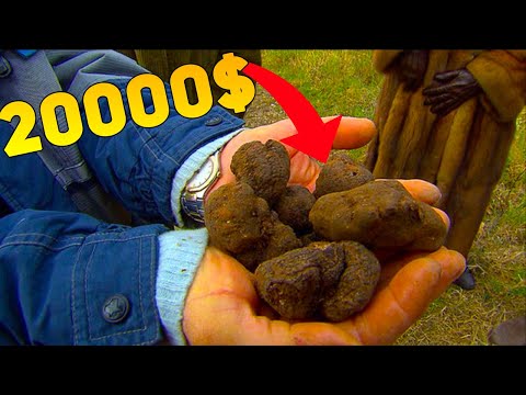 Видео: Почему ТРЮФЕЛИ Такие Дорогие?